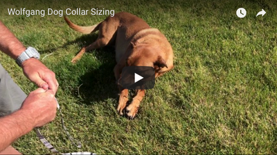 Wolfgang Dog Collar Sizing & Adjustment