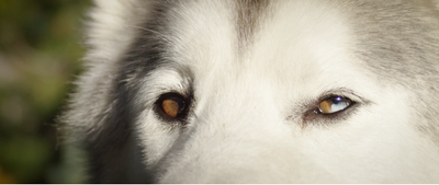 Wolfgang Man & Beast X Loki The Wolfdog Video Teaser