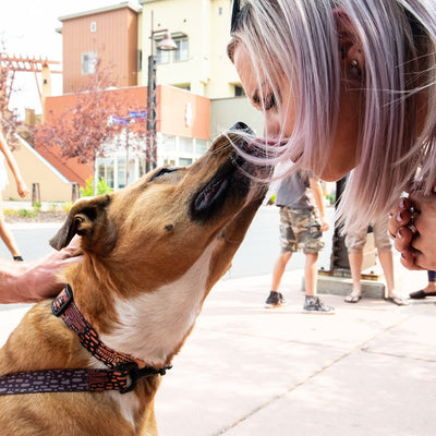 Giro Hosts Dog Adoption Event for Launch of MesoGlyph