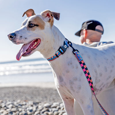 BuenaOnda Dog Collar
