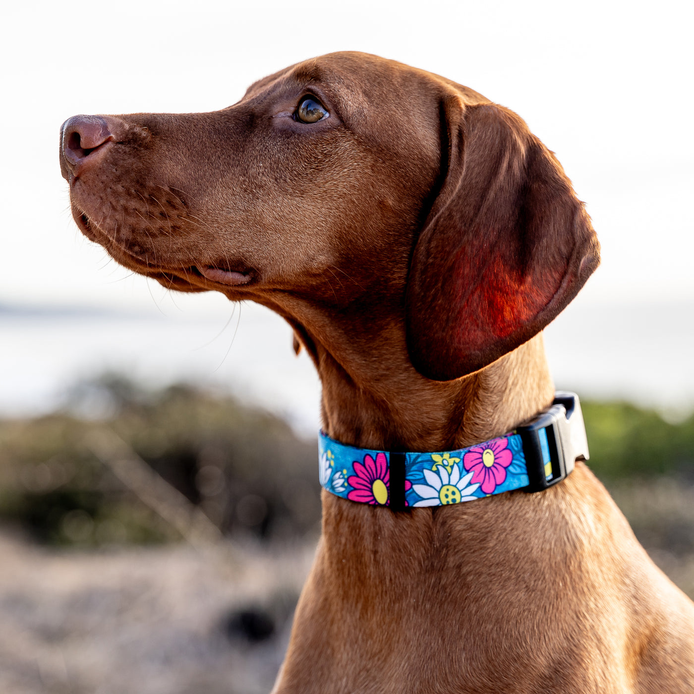 LazyDaisy Dog Collar