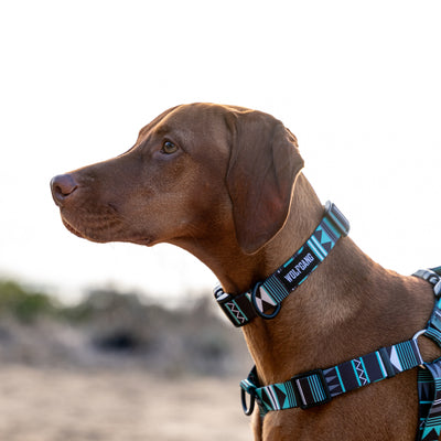 WesternSky DOG COLLAR