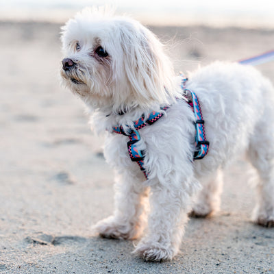 BuenaOnda Comfort Dog Harness
