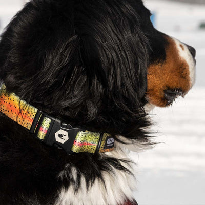 CutBow WIDE DOG COLLAR