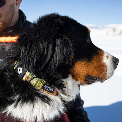 CutBow WIDE DOG COLLAR