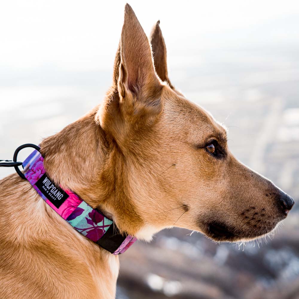 DayDream WIDE DOG COLLAR