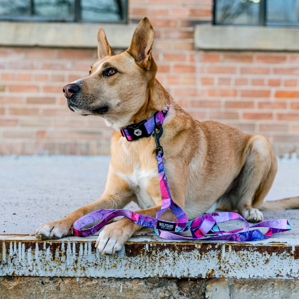 DayDream WIDE DOG COLLAR