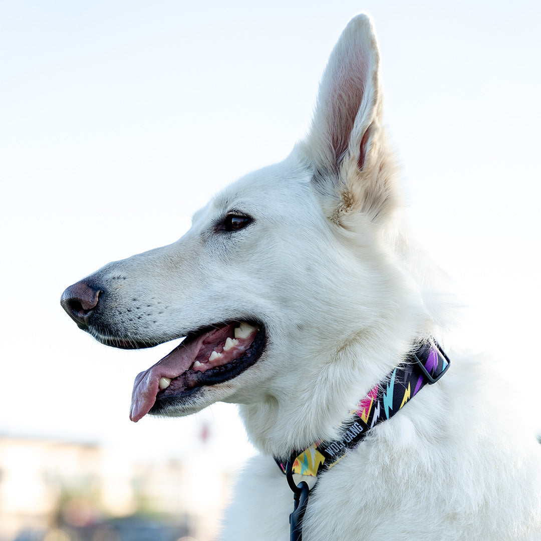 FuzzyTails DOG COLLAR