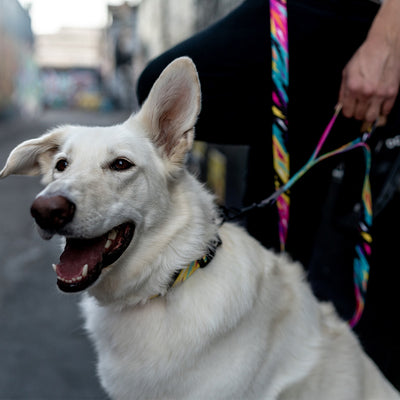 FuzzyTails REACT DUAL-HANDLE DOG LEASH