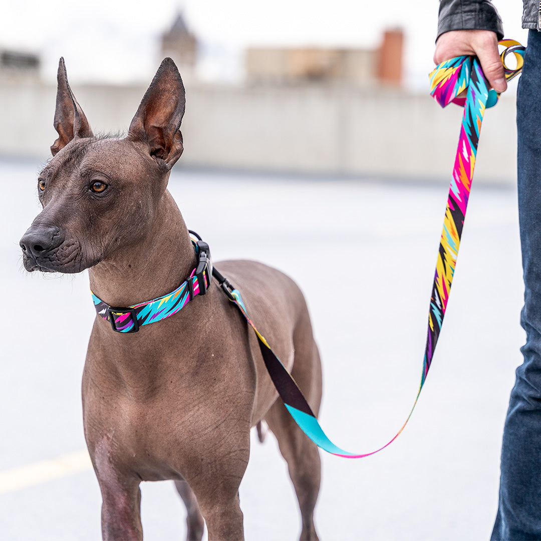 FuzzyTails DOG COLLAR