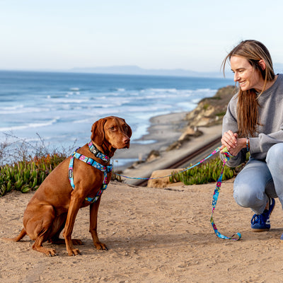 LazyDaisy COMFORT DOG HARNESS