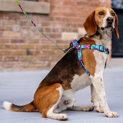 LazyDaisy COMFORT DOG HARNESS