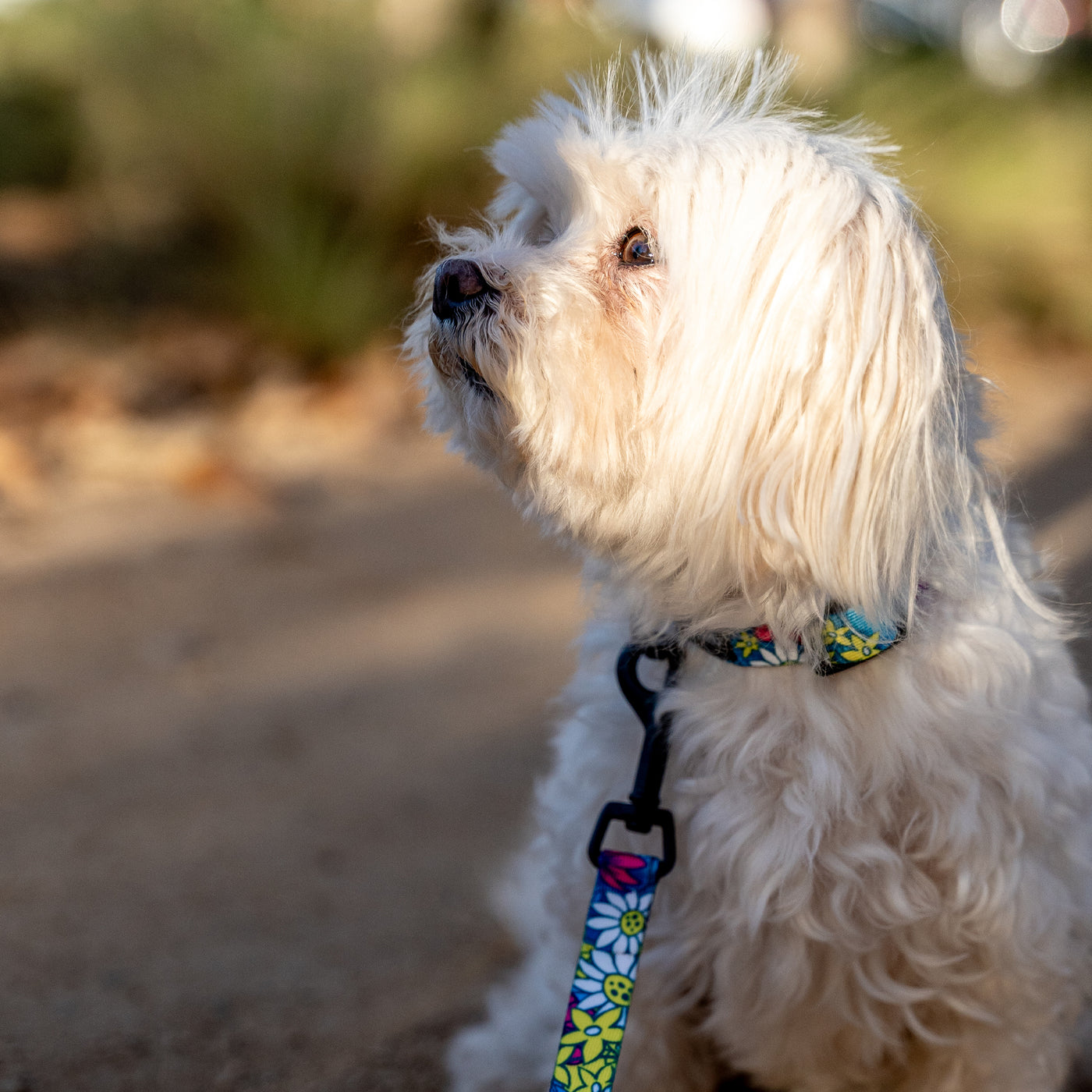 LazyDaisy Dog Collar
