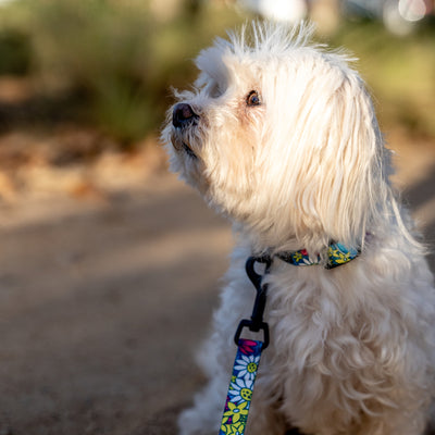 LazyDaisy Dog Collar