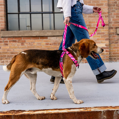 MarbleSwirl COMFORT DOG HARNESS