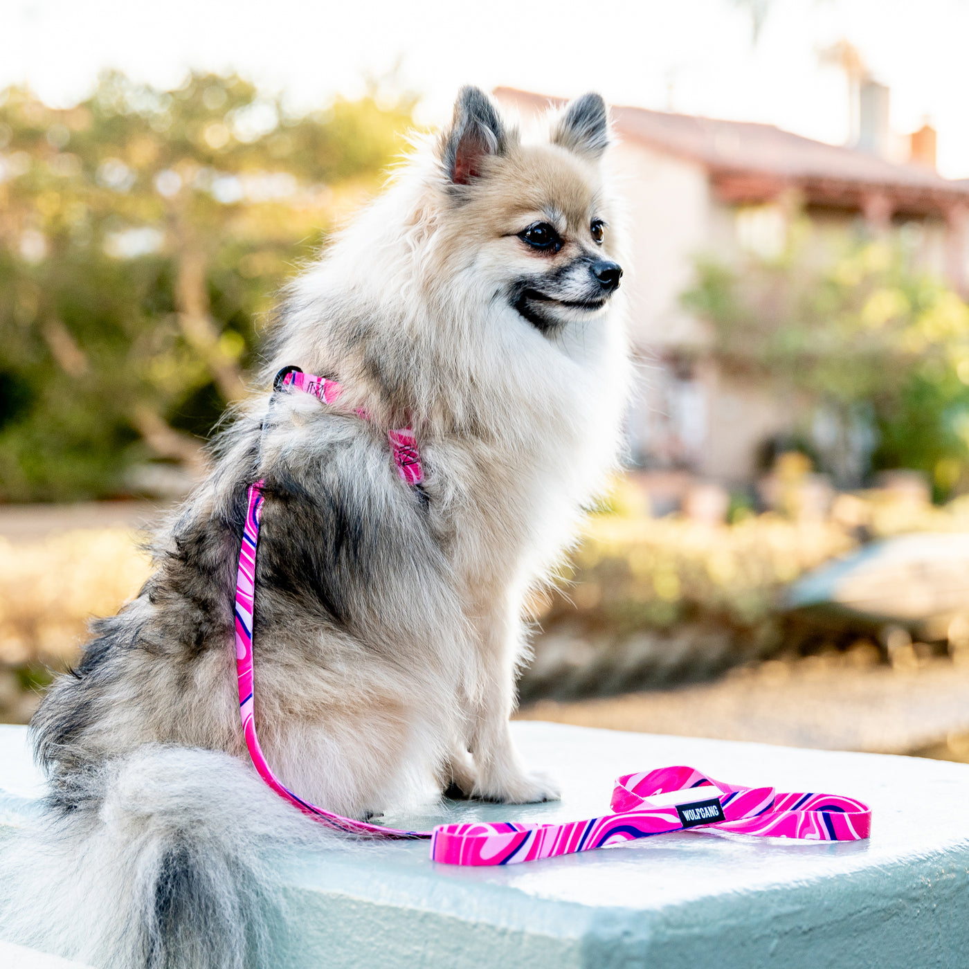 MarbleSwirl DOG LEASH