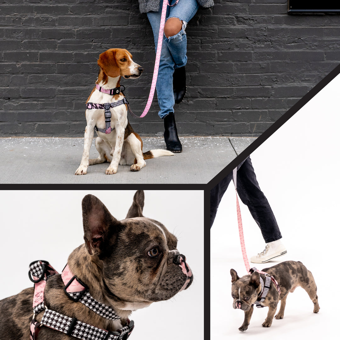HoundsPink Design - Cool Dog Collar | Wolfgang
