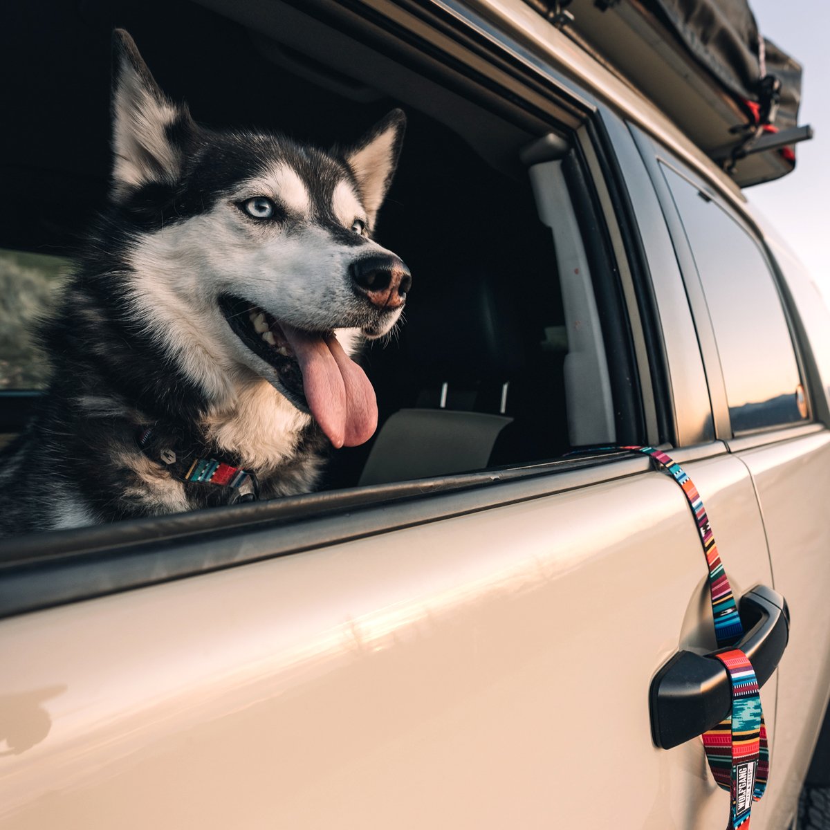 Quetzal Dog Leash