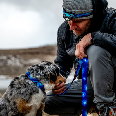 StarryWolf DOG WALKING KIT