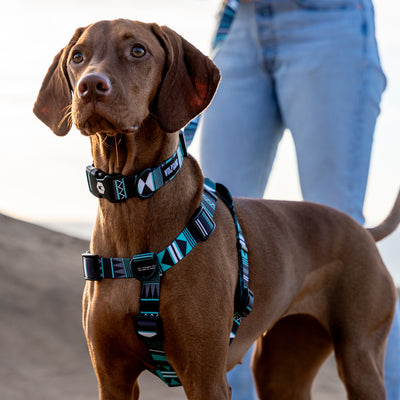 WesternSky COMFORT DOG HARNESS