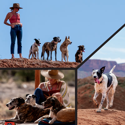 PackLeader Martingale Dog Collar