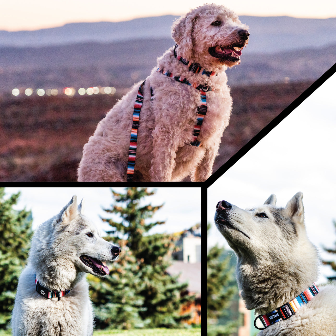 LostArt Dog Collar