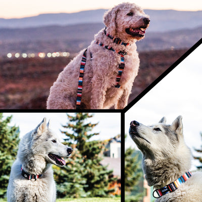 LostArt Dog Collar