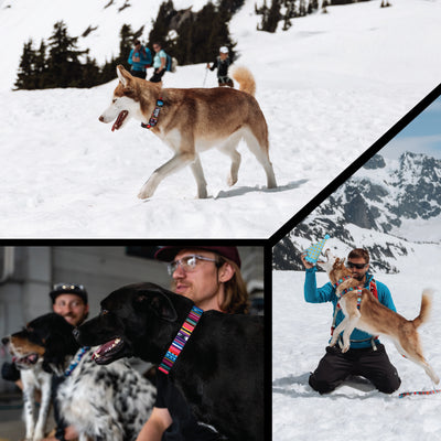Quetzal Wide Dog Collar
