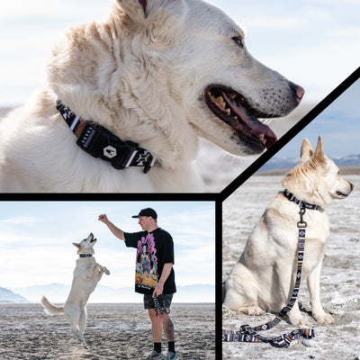 NewMoon Dog Collar