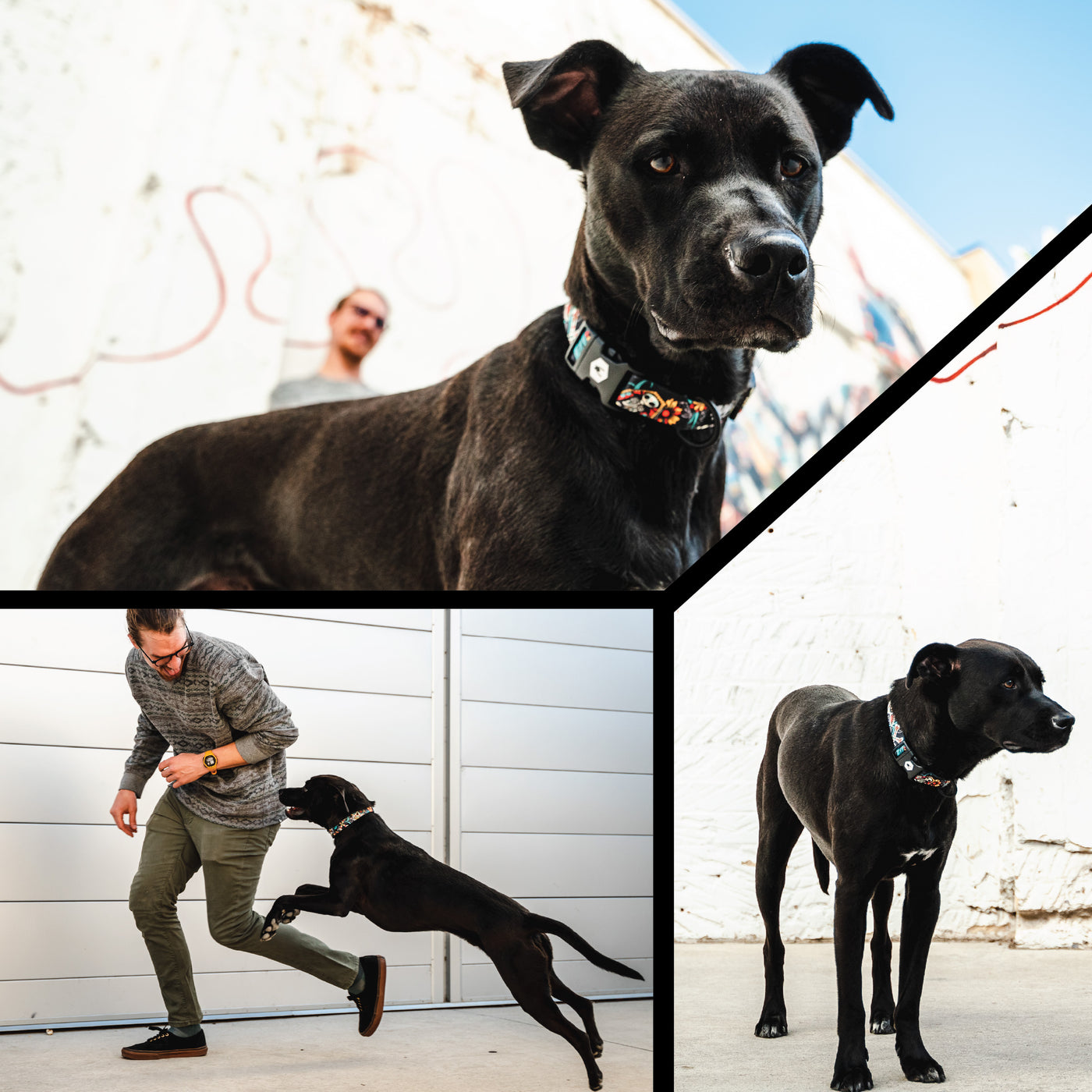 LosMuertos Dog Harness