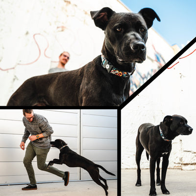 LosMuertos Dog Harness