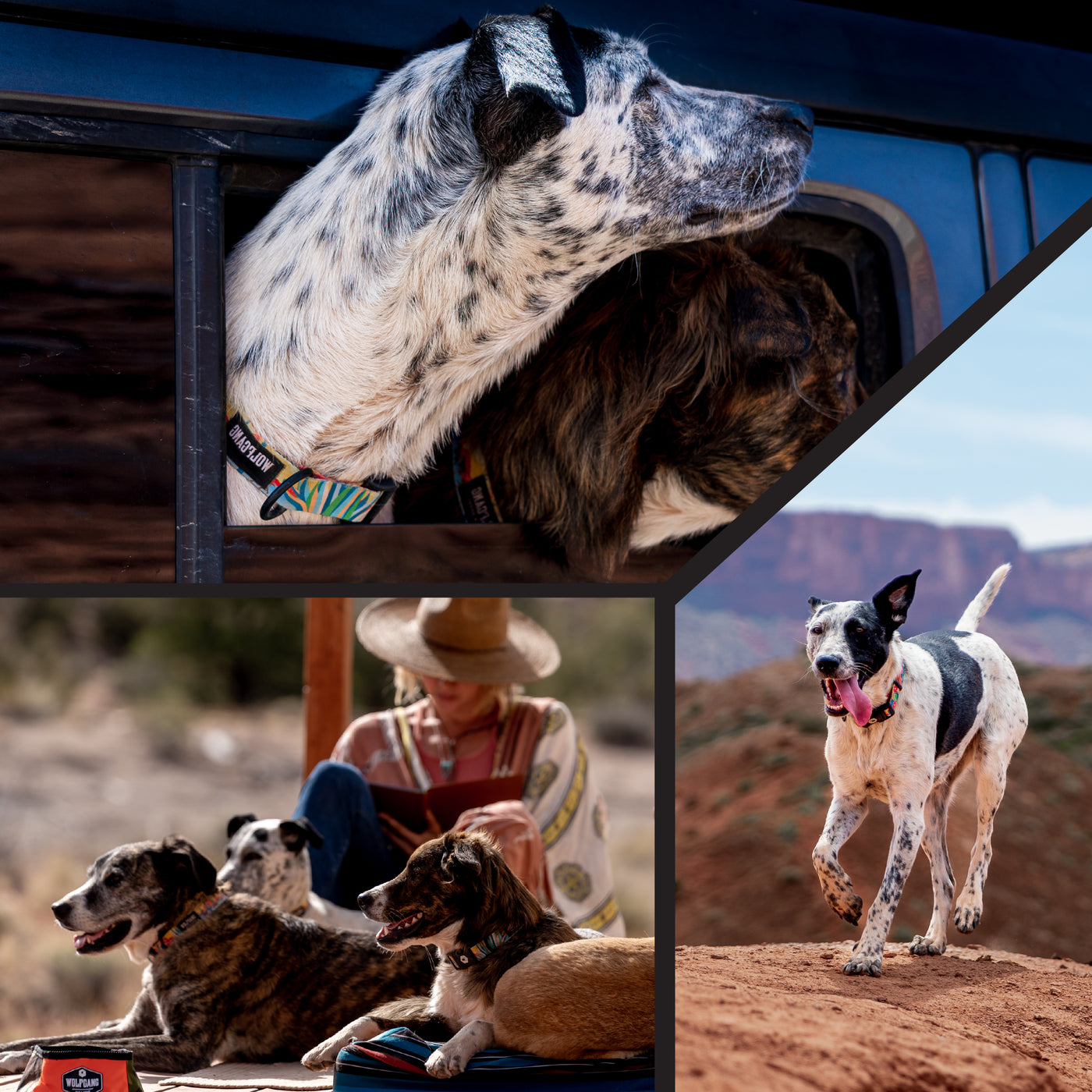 PackLeader Wide Dog Collar