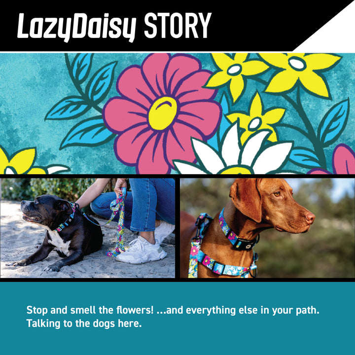 LazyDaisy Wide Dog Collar – Wolfgang