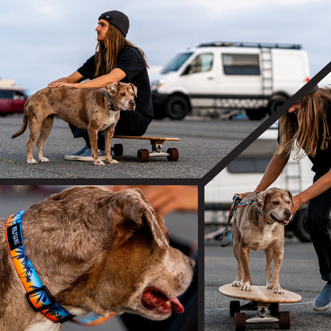 SunsetPalms Wide Dog Collar