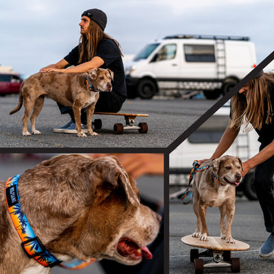 SunsetPalms Wide Dog Collar