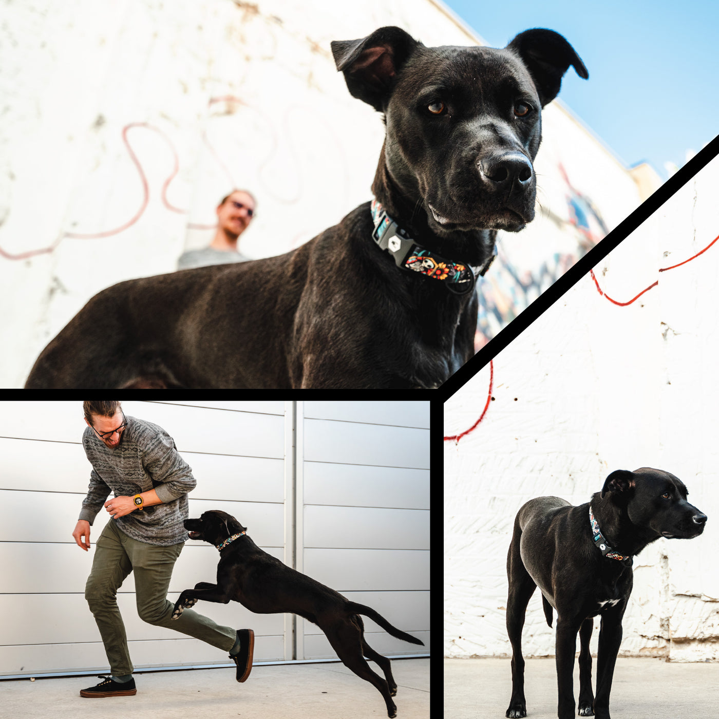 LosMuertos Dog Collar