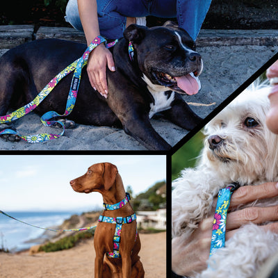 LazyDaisy Dog Leash