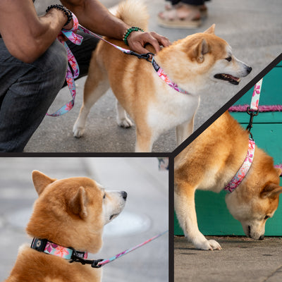 DigiFloral Dog Collar