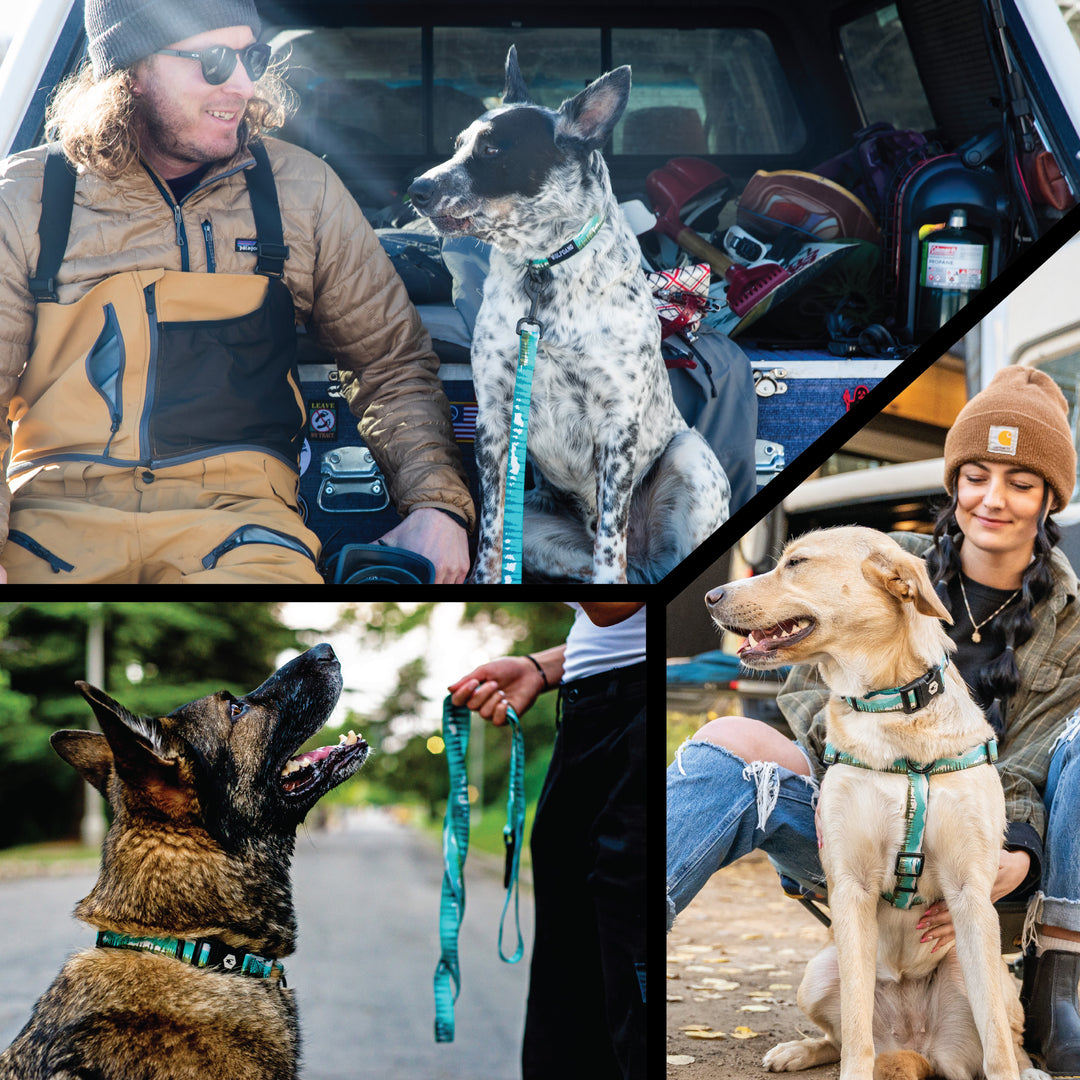 GreatEscape Wide Dog Collar – Wolfgang