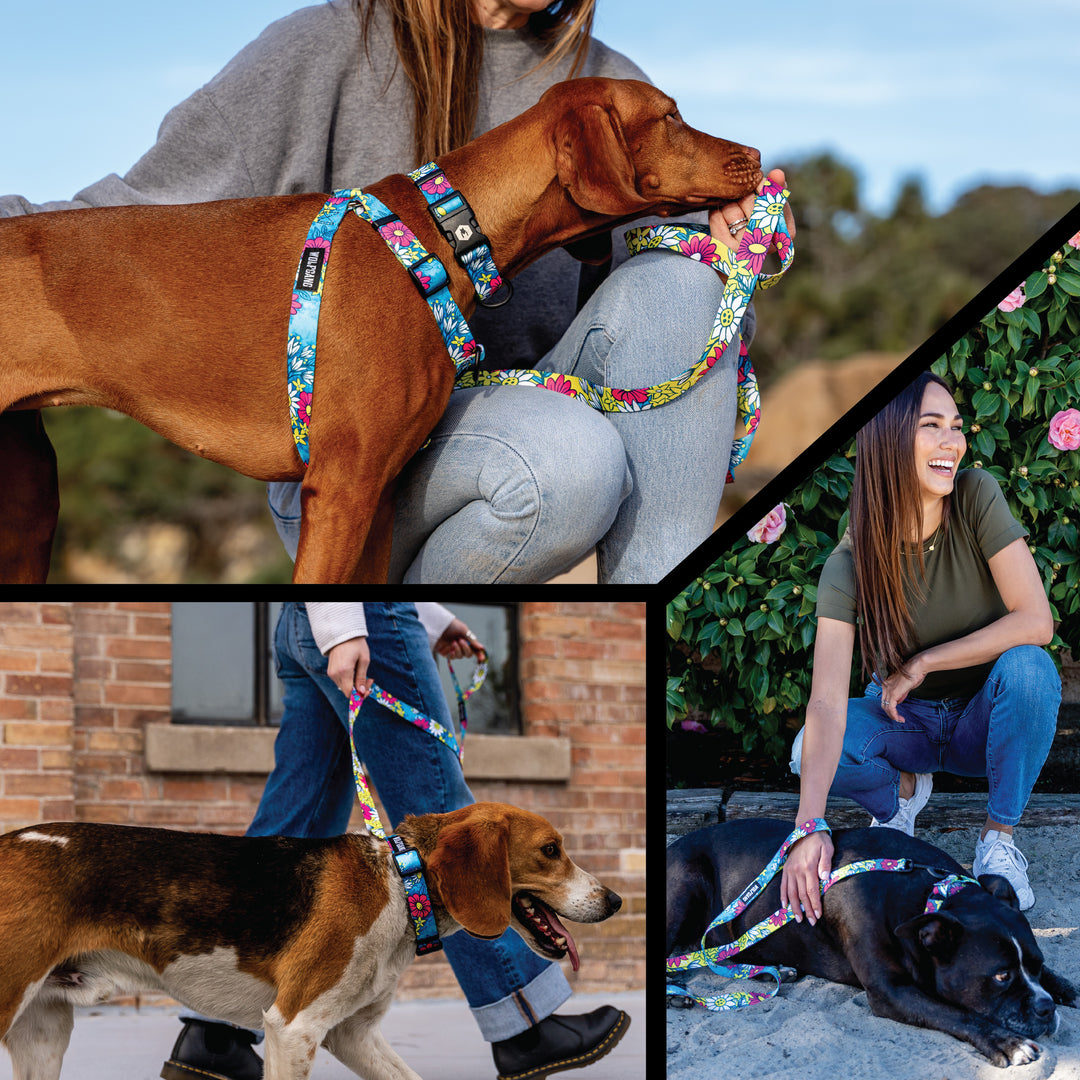 LazyDaisy Wide Dog Collar – Wolfgang