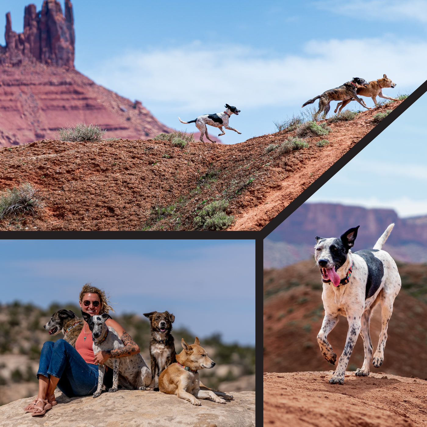 PackLeader Dog Leash