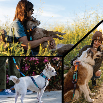 ChevTech Wide Dog Collar