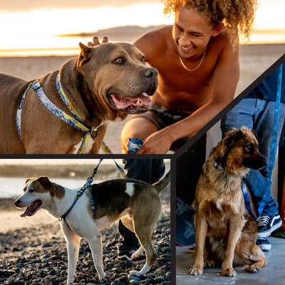 DawnPatrol Dog Leash