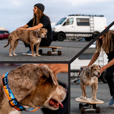 SunsetPalms Dog Collar