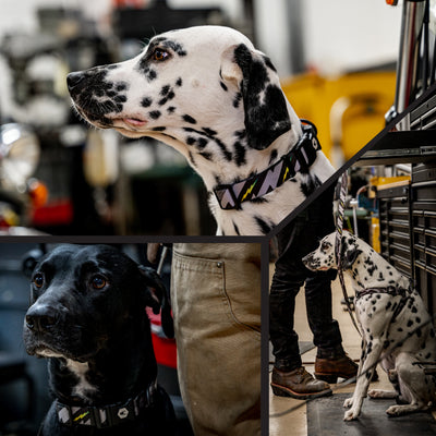 DarkSkies Dog Collar