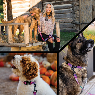 DayDream DOG COLLAR