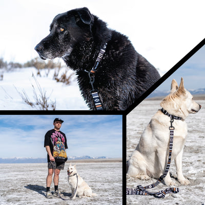 NewMoon Dog Leash