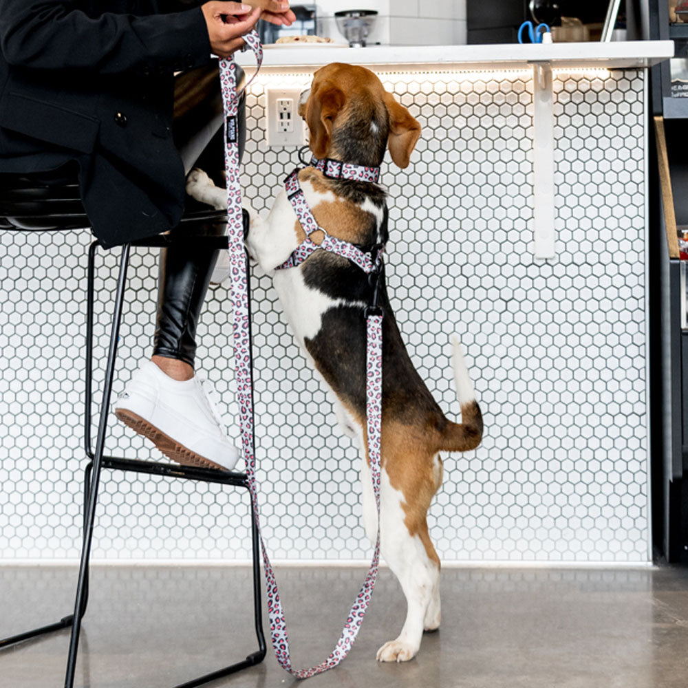 defect programma Broer CoolCat Comfort Dog Harness | Wolfgang Man & Beast