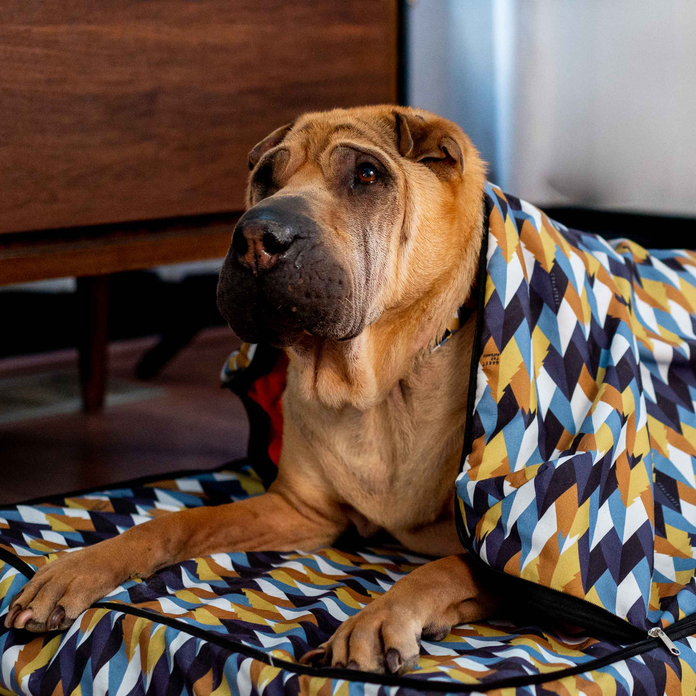 Roamer Dog Bed — GrandView