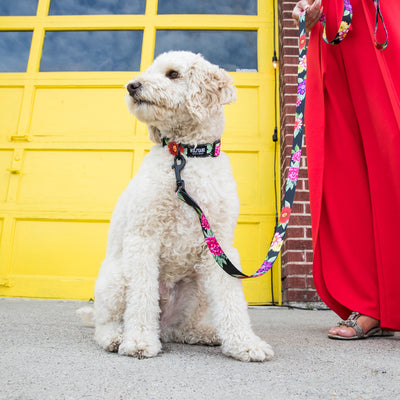Funny doodle dog wearing Dark floral collar in front of yellow garage door.